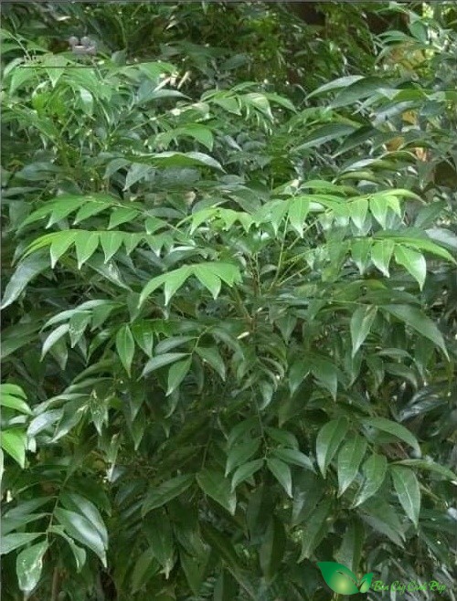 cây mắc mật