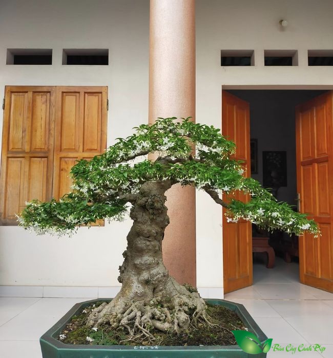 Cây mai chiếu thủy bonsai