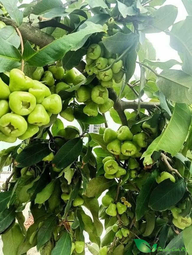 Cây mận xanh đường