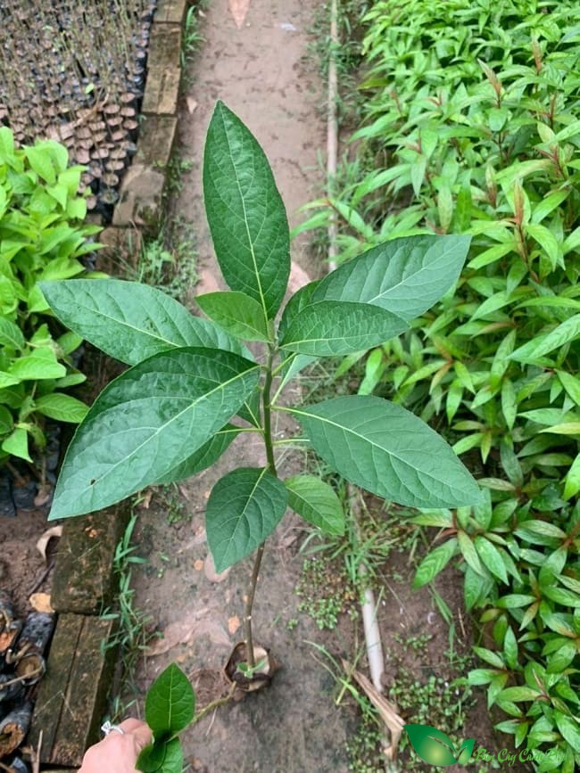 cây mật gấu giống