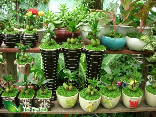 cây may mắn mini để bàn