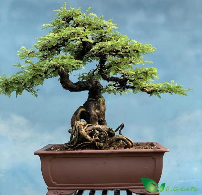 cây me bonsai đẹp