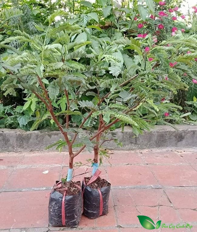 Cây me thái ngọt