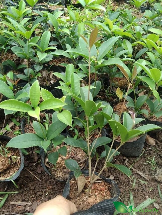 cây mộc hương giống
