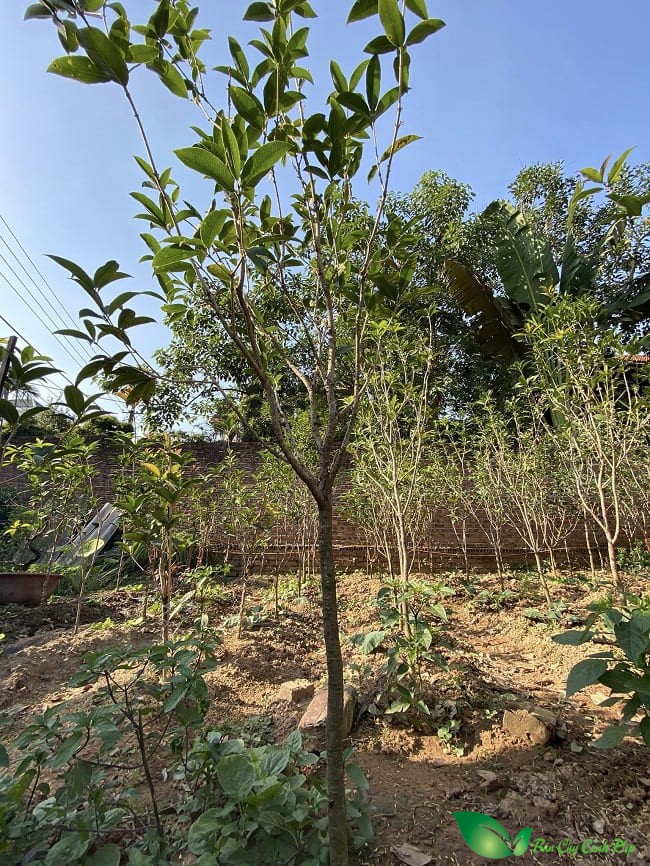 Cây mộc hương ta