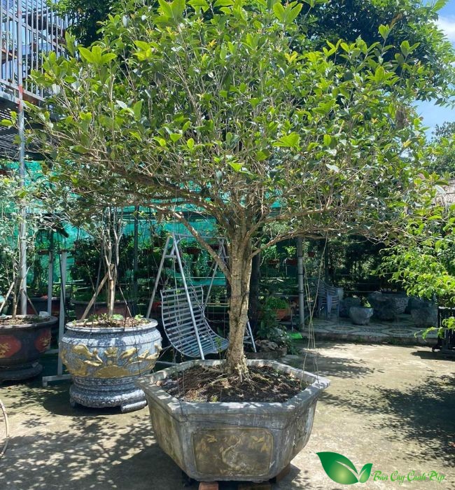 Cây moc huong truoc nha