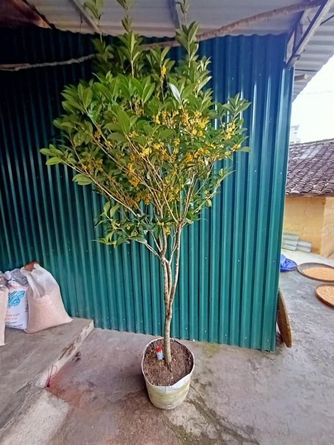 cây mộc hương