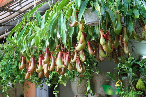 cây nắp ấm