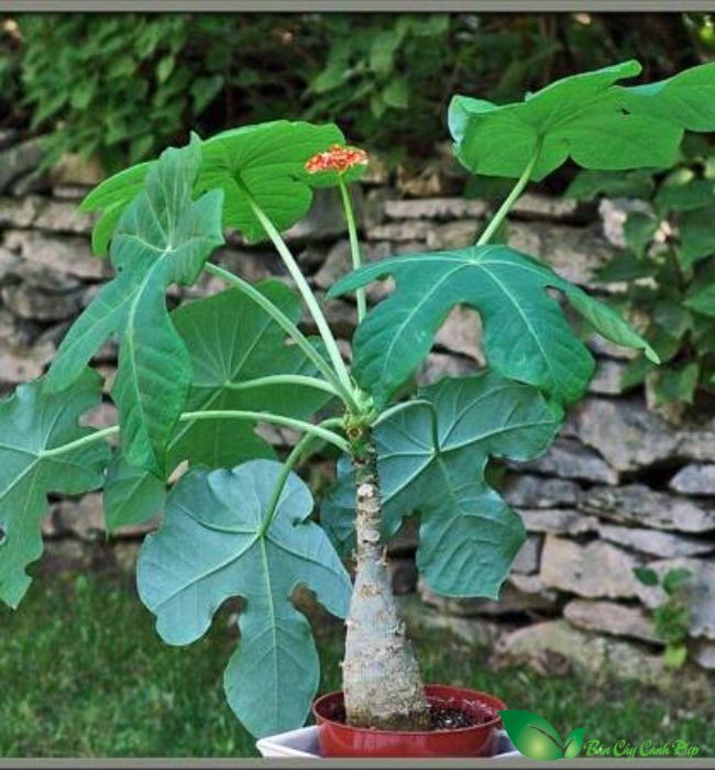 cây ngô đồng cảnh