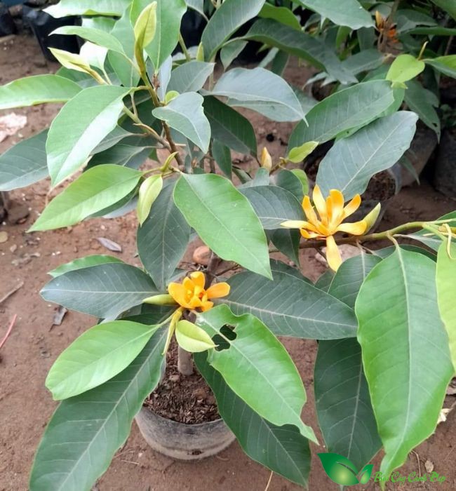 Cây Ngọc Lan vàng