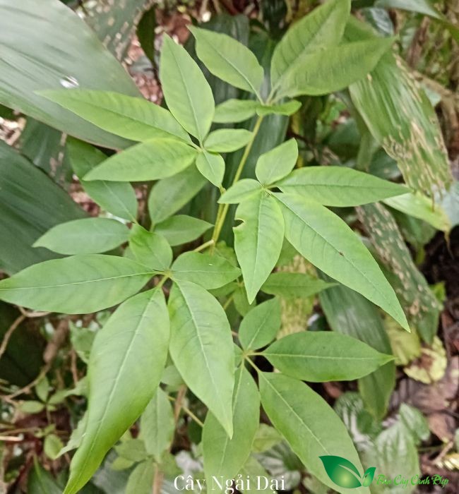 Cây ngũ trảo