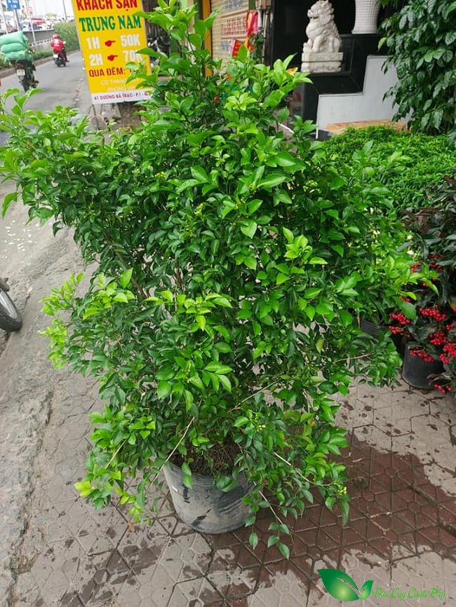 Cây nguyệt quế