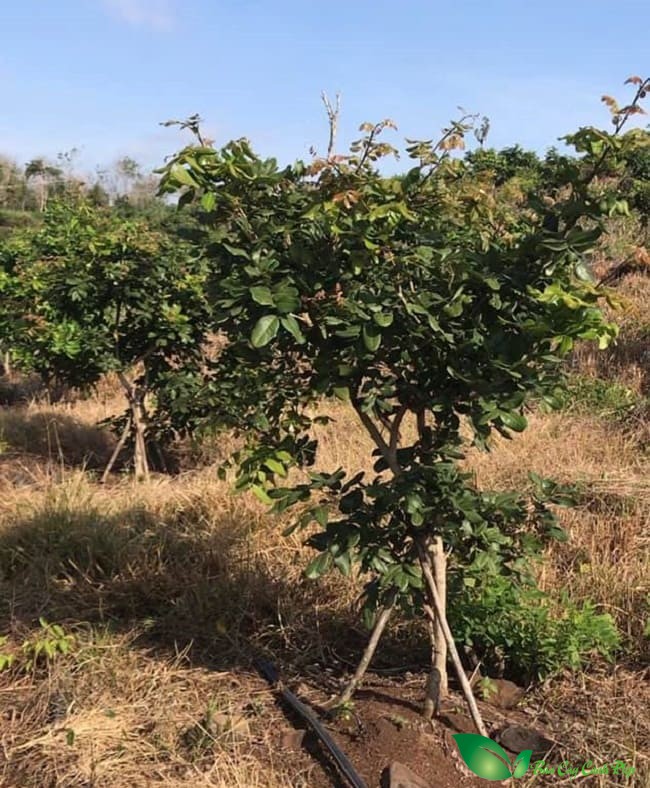 Cây nhãn bắp cải