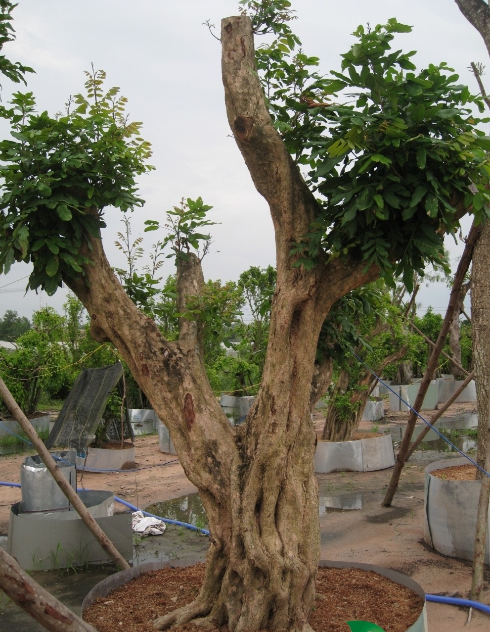 cay nhan lau nam