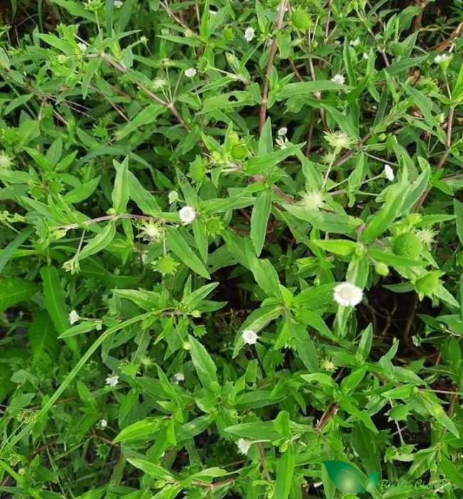 cây nhọ nồi