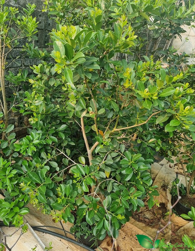 Cây Ổi Sim Nhật