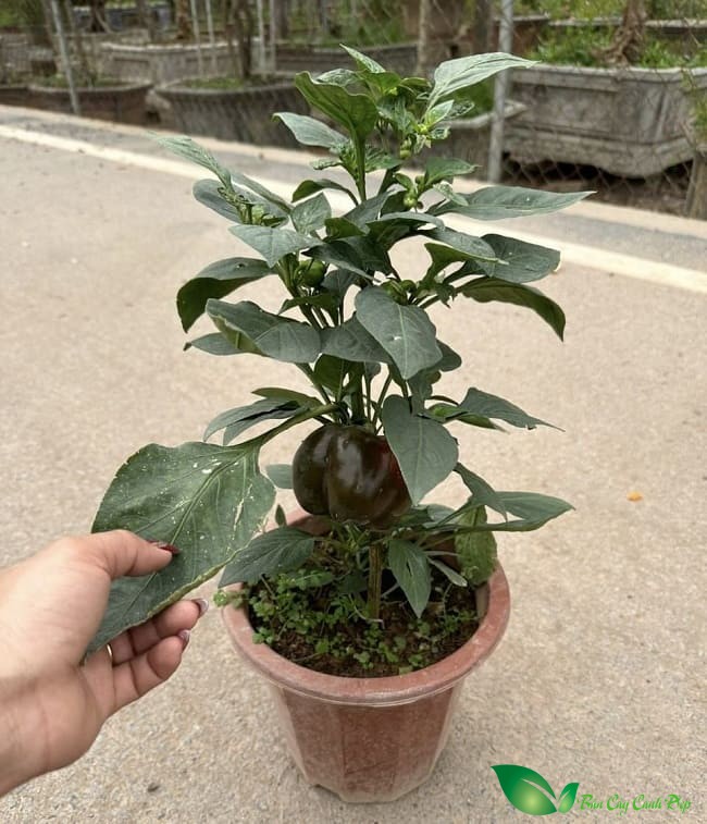 cây ớt chuông