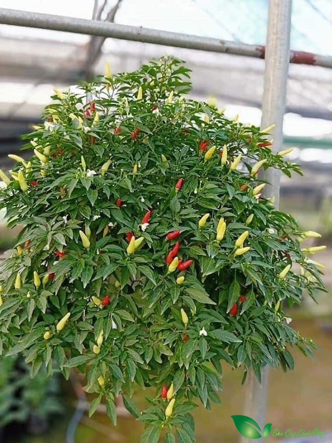 cây ớt
