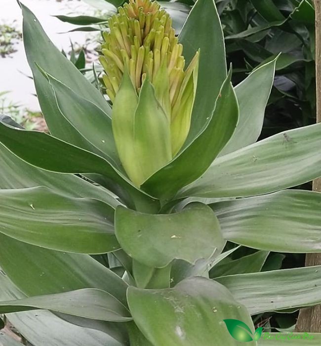 Cây phát tài búp sen ra hoa