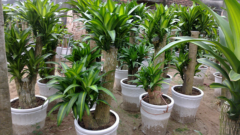 cây phát tài thiết mộc lan