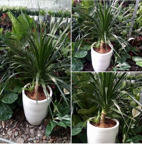 cây phát tài thịnh vượng