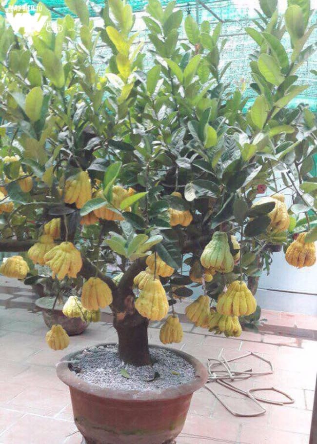 Cây phật thủ