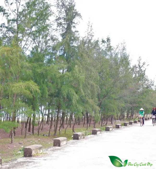 cây phi lao giữ đất biển