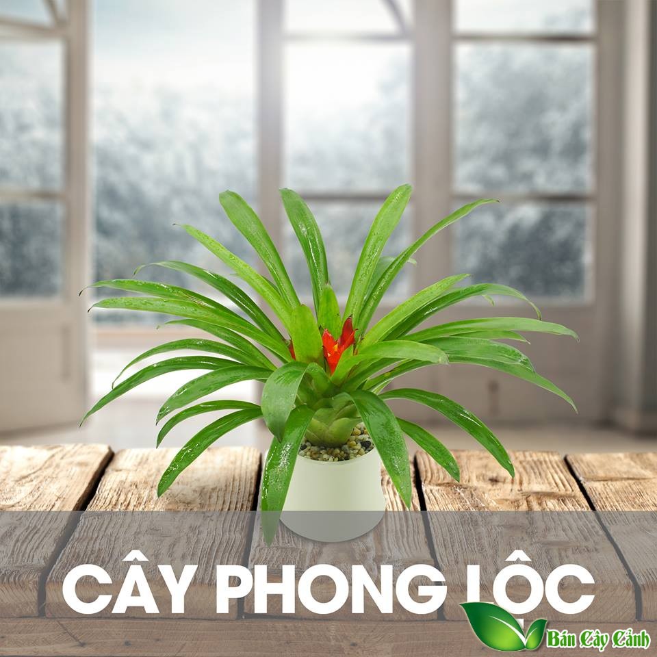 cây phong lộc hoa