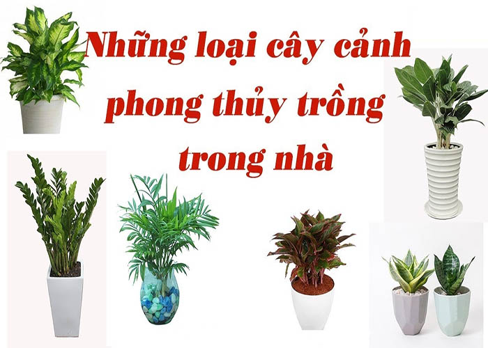 cay phong thuy trong trong nha