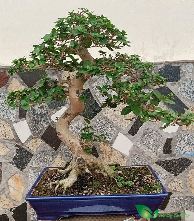 cây sam hương bonsai