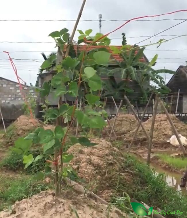 cây sắn dây