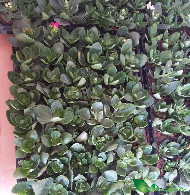 Cây sống đời giống