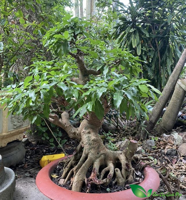 Cây Sộp