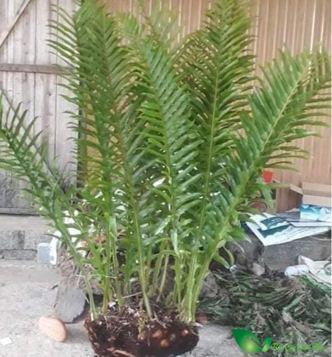 Cây Tắc Kè Đá
