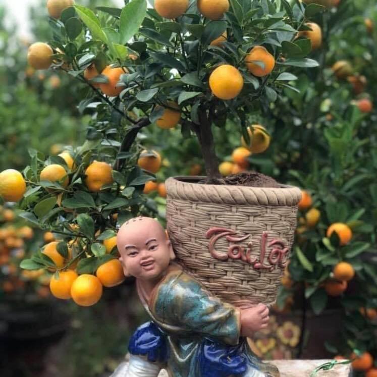 Cây Tắc