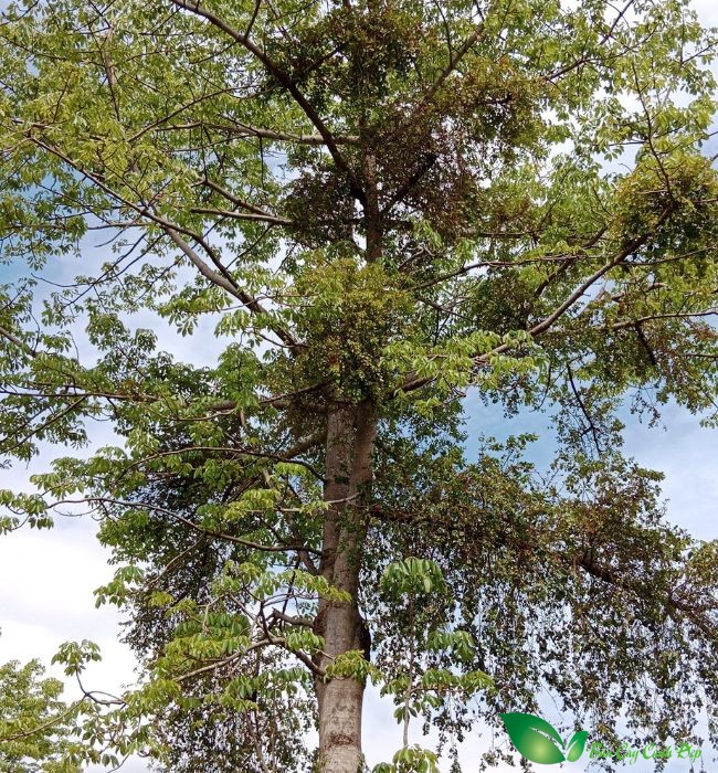 cây tầm gửi gạo