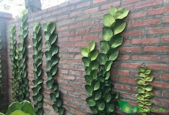 cây thằn lằn lá lớn