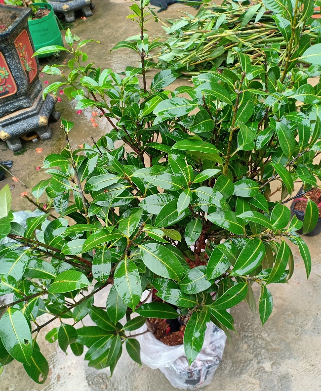 Cây Thanh Trà Thái