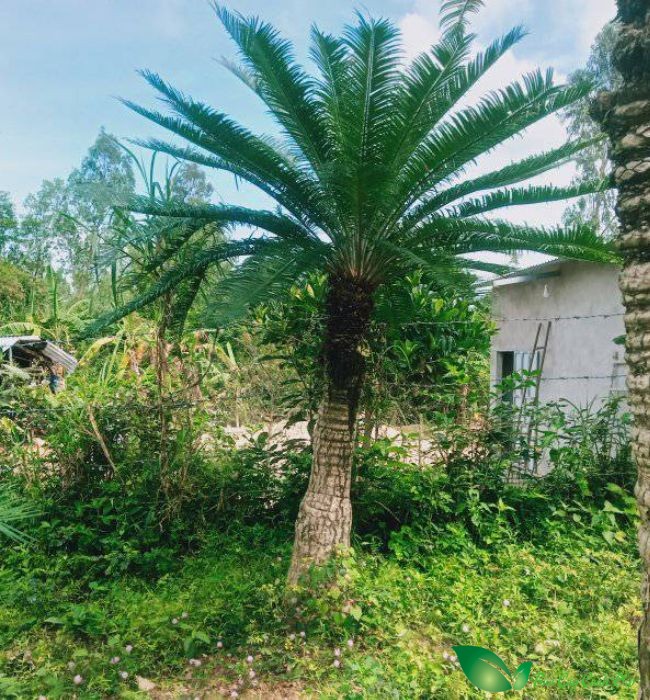 cây thiên tuế đẹp