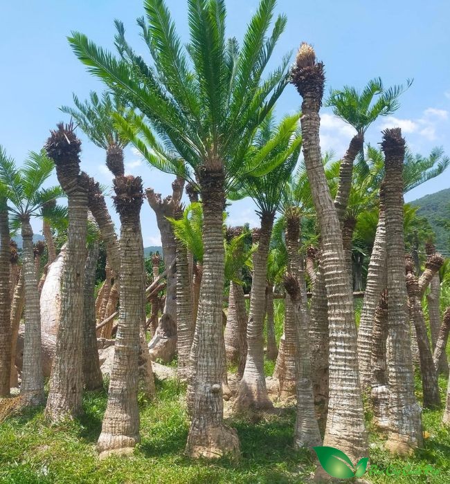 cây thiên tuế rừng