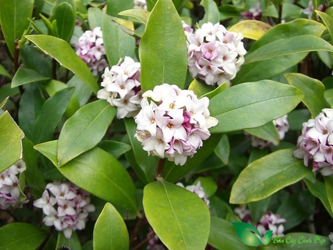 Cây Thụy hương