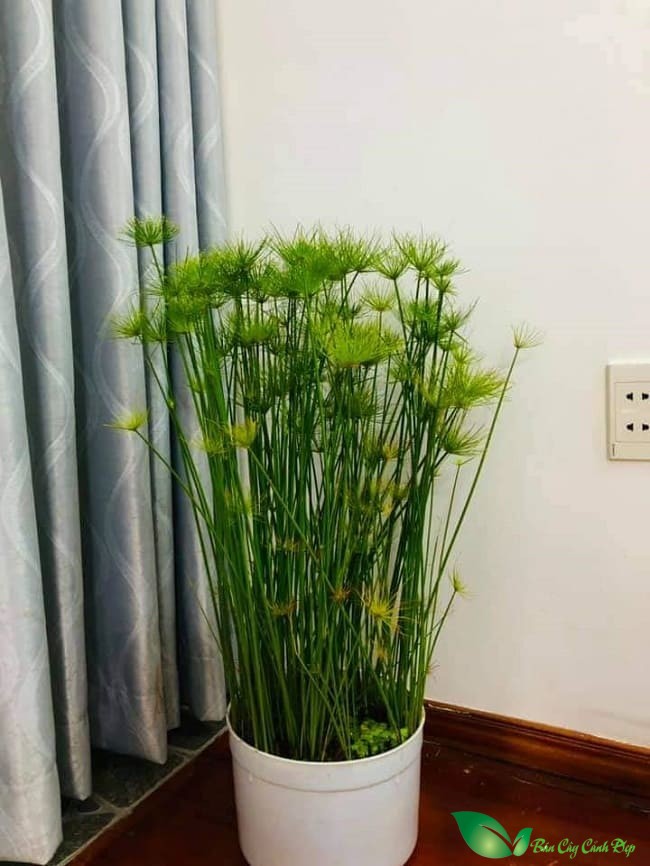 cây Thủy trúc Thái