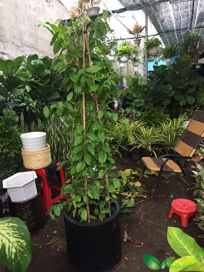 cay trang leo dep