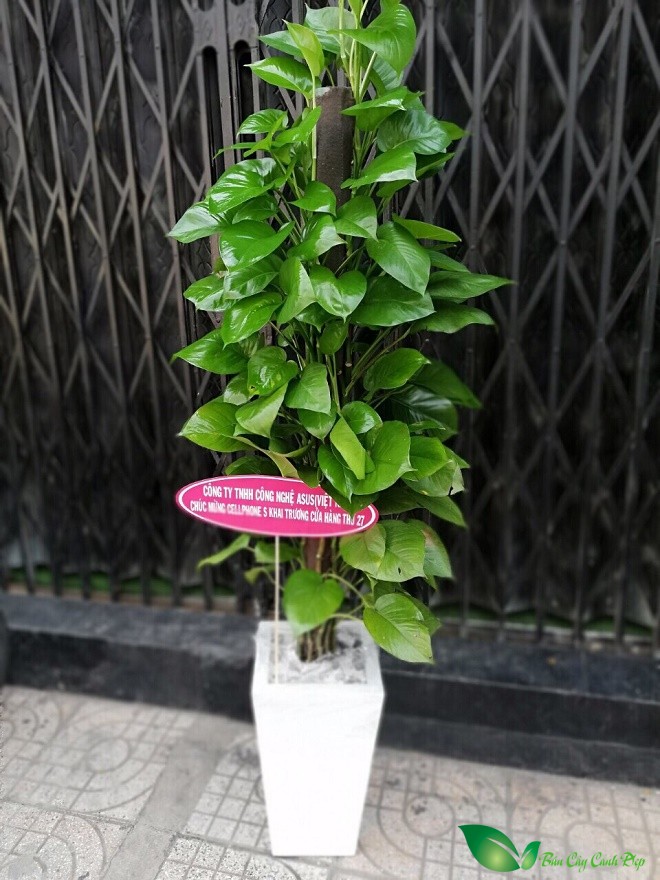trầu bà leo cột giá rẻ
