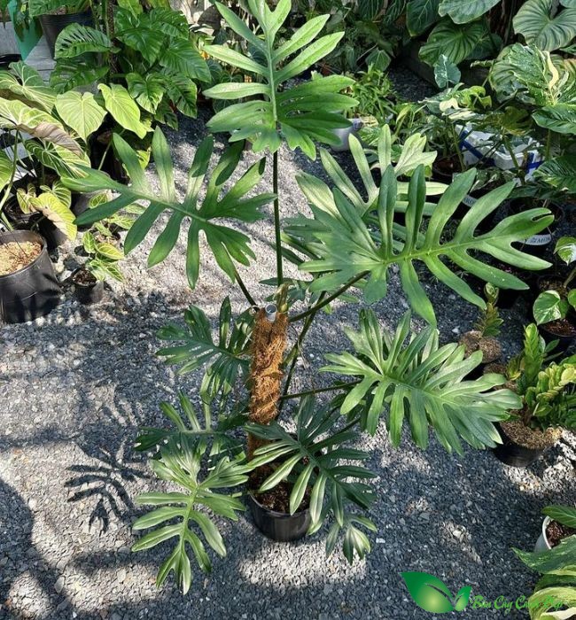 Trầu Bà Mayoi