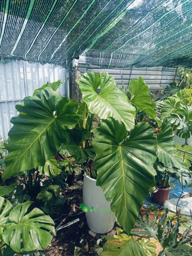 Cây trầu bà subin