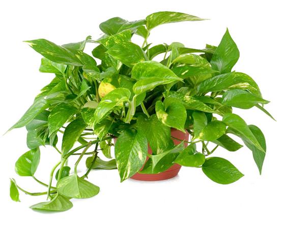 Cây trầu bà