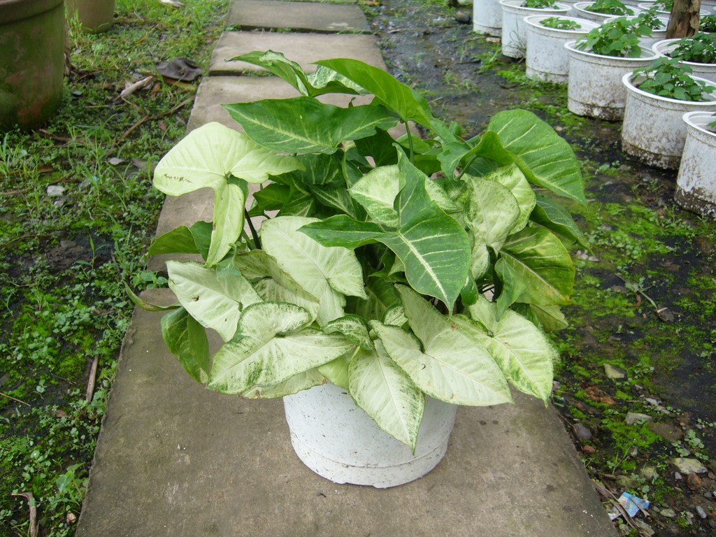 cây trầu bà trắng