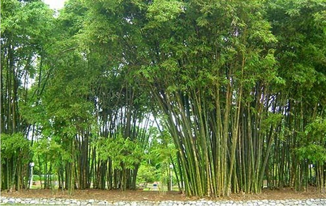 cây tre lồ ô