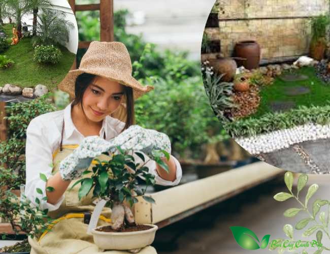 cây trồng sân vườn đẹp
